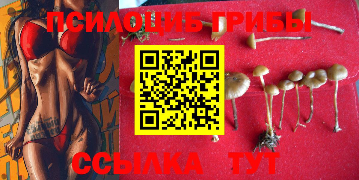 Галлюциногенные грибы Psilocybe Ефремов